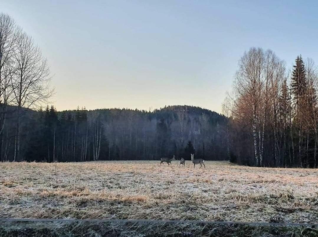 Mysig Timmerstuga Med Braskamin Naera Hovfjaellet Torsby Bagian luar foto